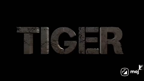 Tiger3 movie trailer Salman Khan | new Bollywood Hollywoodif