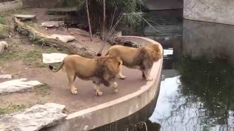 Smart Lion falls into water FUNNY Löwe fällt ins Wasser