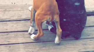 Boxer Has a Puppy Buddy