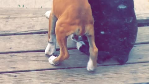 Boxer Has a Puppy Buddy