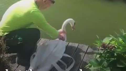 He helped a mother swan and this happened 🥹❤️