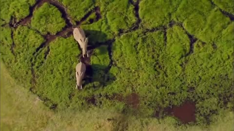 Amazone animals wailing amazon forest