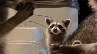 Friendly Raccoon Family Chomps on Grapes