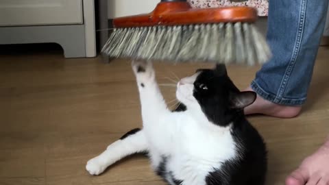 Owner Uses Broom to Brush Cat