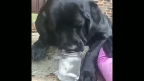 The dog try to eat the ice in the bottol