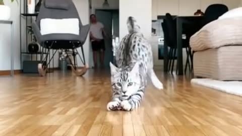 cute cat fuuny video