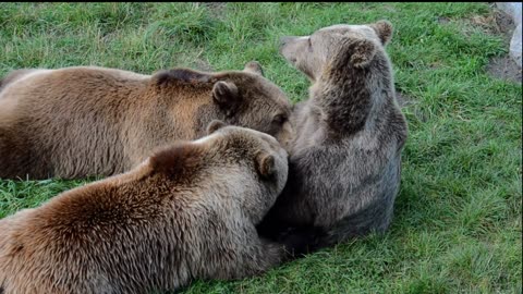 Polar Bear _ Brown Bear _ Black Bear