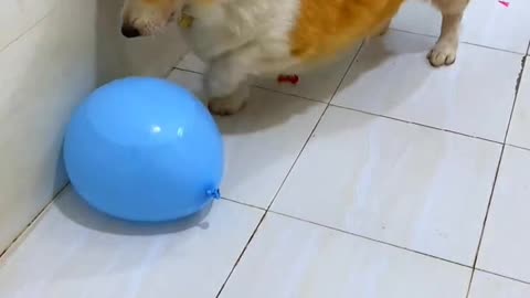 small dog bursting a balloon