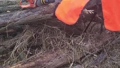 Turning standing dead ash trees into firewood
