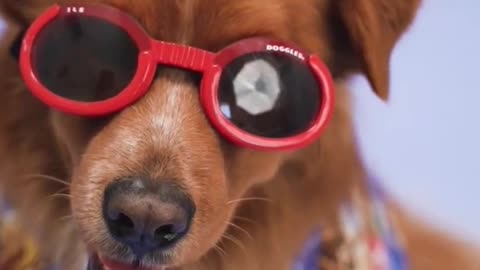 Dog wearing black glasses