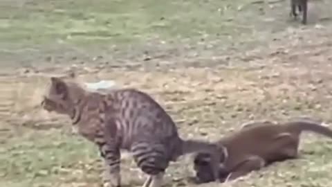 Cat 🐈 and monkey 🐒 funny video || #viral #cat #monkey #shorts