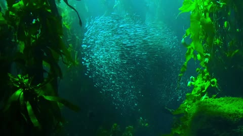 Wonderful view of the fish in the ocean