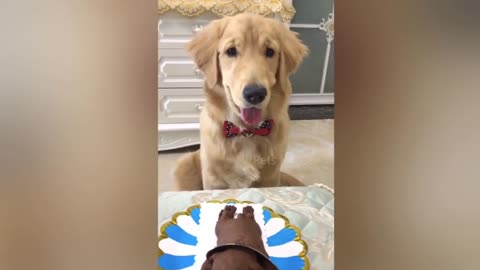 Dog Reaction to Cutting Cake 🤣 - Funny Dog Cake Reaction Compilation | Pets House