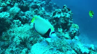 Majestic View of Emperor Angelfish - No Sound