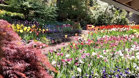 Viewing Tulips at Crystal Hermitage Gardens (May 2023)