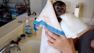 Baby monkey nala get bath