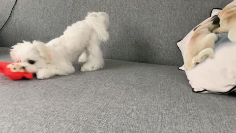 Maltese Puppy Celebrating Six Months Birthday Cute Dog Video Compilation