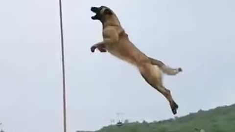 Army dog training