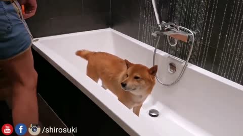 BATHING SHIRO! - STEP BY STEP DOG GROOMING SHIROSUKI 62.9万位订阅者 加入 订阅