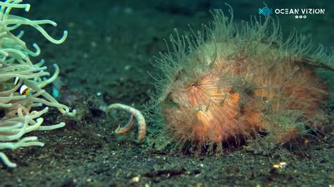 Striated Hairy Frog Fish Hunts With its Lure #shorts #viral #shortsvideo #video