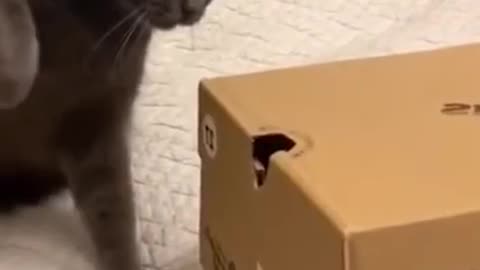 Cat Brawl Hilarious Play Fight