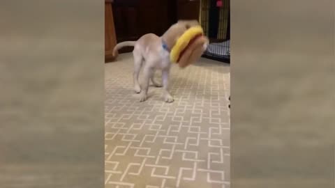 Funny videos viral dogs compilation 2022