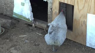 Rooster getting his butt whooped!