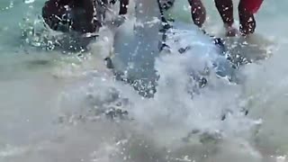 Beachgoers help stranded shark back into the water 🙏