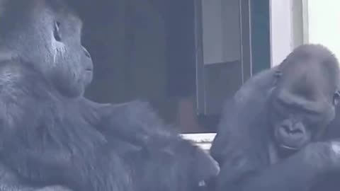 "Hilarious Gorilla Teasing: Playful Nipple teasing & Laughter Extravaganza!