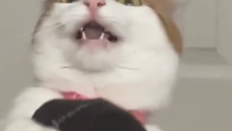 Cats Reaction to Smelling Owner's Foot /ᐠ｡ꞈ｡ᐟ\