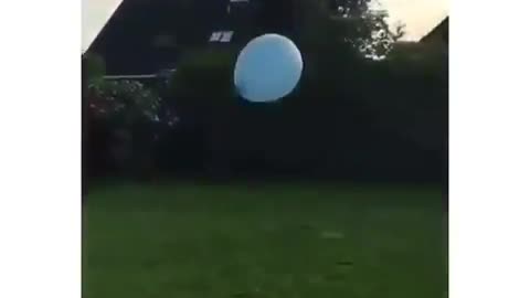 Dogs playing with balloon ! 😱