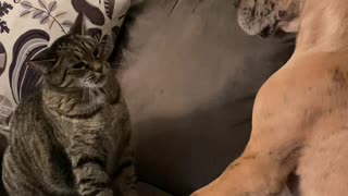 Cat and Dog Pals Pester with Paws