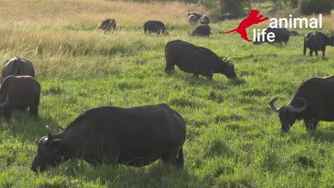 buffalo grazing in the African savannah - Animal Life