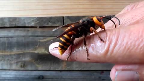 How to keep Murder Hornet as pets Mantis vs Asian hornet