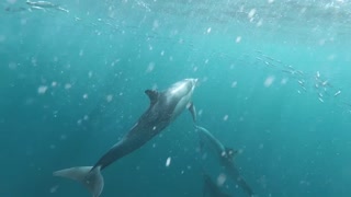 Dolphin smartest animal in the world