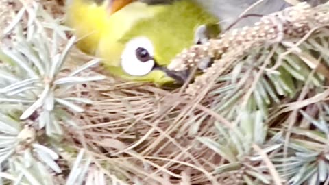 Pekin Robin and White-Eye Zosterops sharing nest together in bird aviary