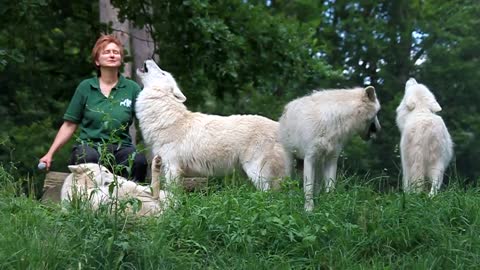 Wolfsheulen - Polarwölfe - Wildpark Alte Fasanerie - Hanau