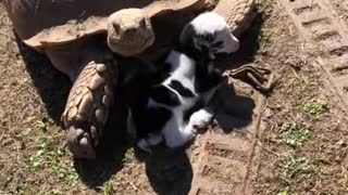 Uncle Ike, the Tortoise, Loves Newborn Goat