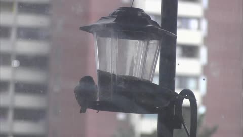 Sparrows at the bird feeder