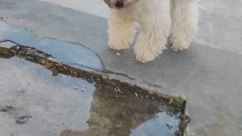 Adorable dog when first time seeing his reflection 🤣😇