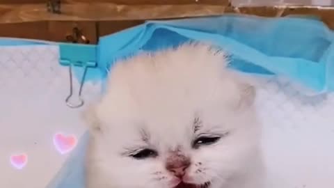 The cat looks sleepy