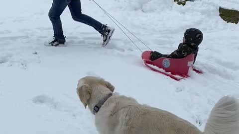 Sledding Kid Get Clobbered by Dog