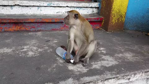 Monkey Steals A Woman's Water