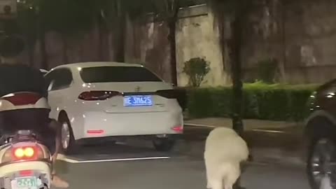 This is a smart puppy who can skateboard