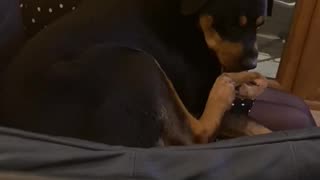 The Rottweiler Foot Attack