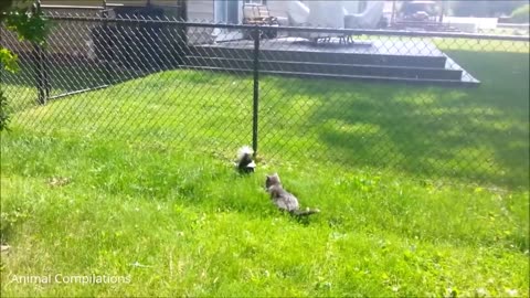Cute animal squirrel videos