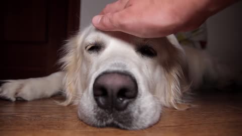 Golden Retriever is Fighting Against Sleep