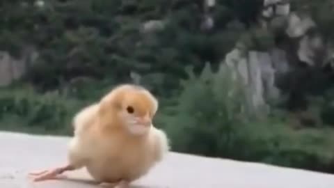 puppy with little chicken