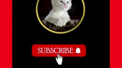 White Baby Cat Funny Videos Animal video#SHORTS