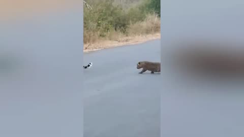 Leopard teaches cubs how to cross the road 😍